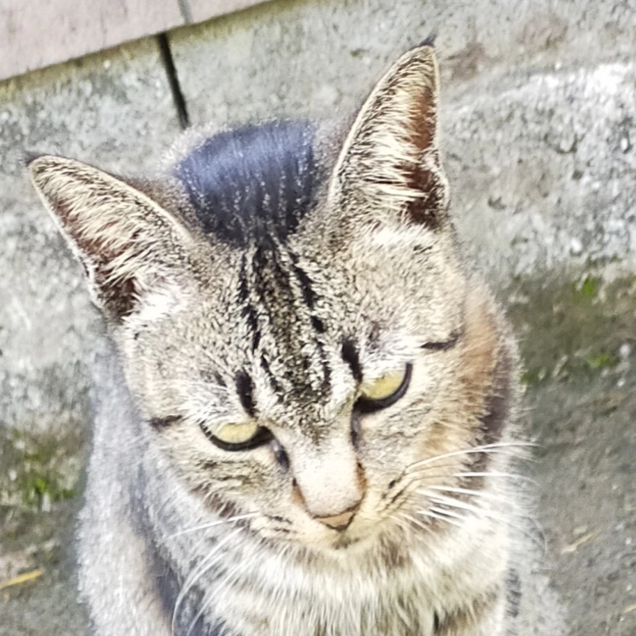 afmai